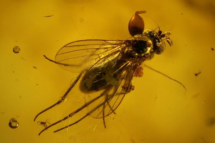 Three Detailed Fossil Flies (Diptera) In Baltic Amber #135064